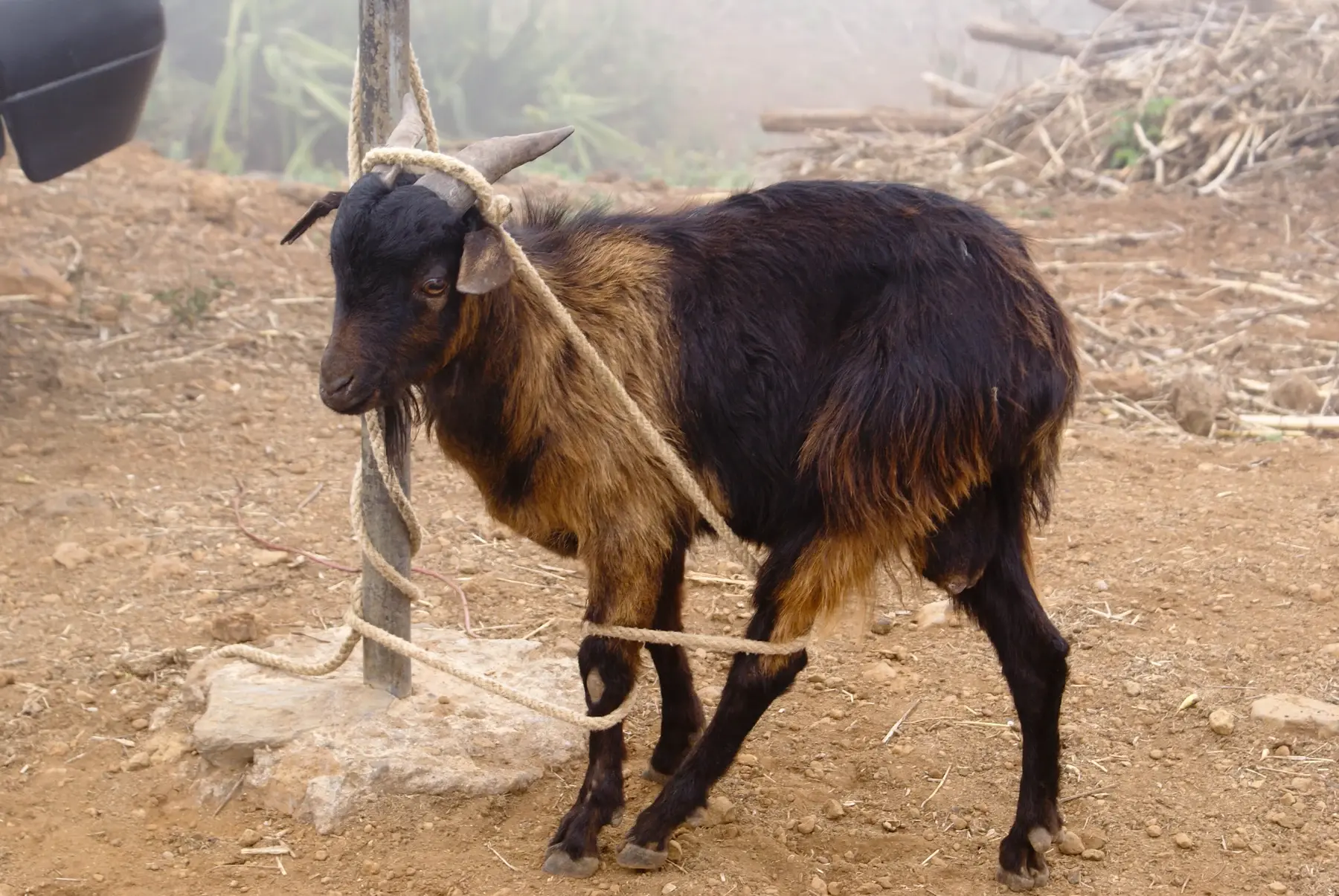 goat tangled in rope like property buyers who don't use an agent